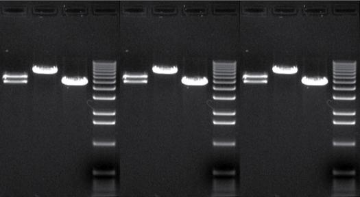 Software finds 1 in 4 science papers have suspicious images