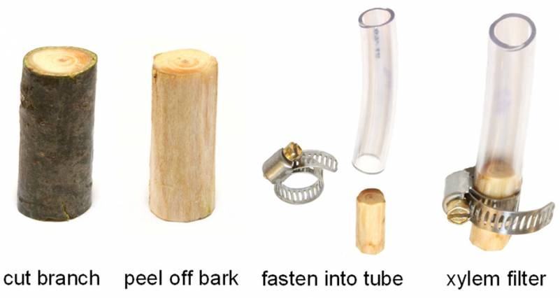 Need a water filter? Peel a tree branch | MIT News Office