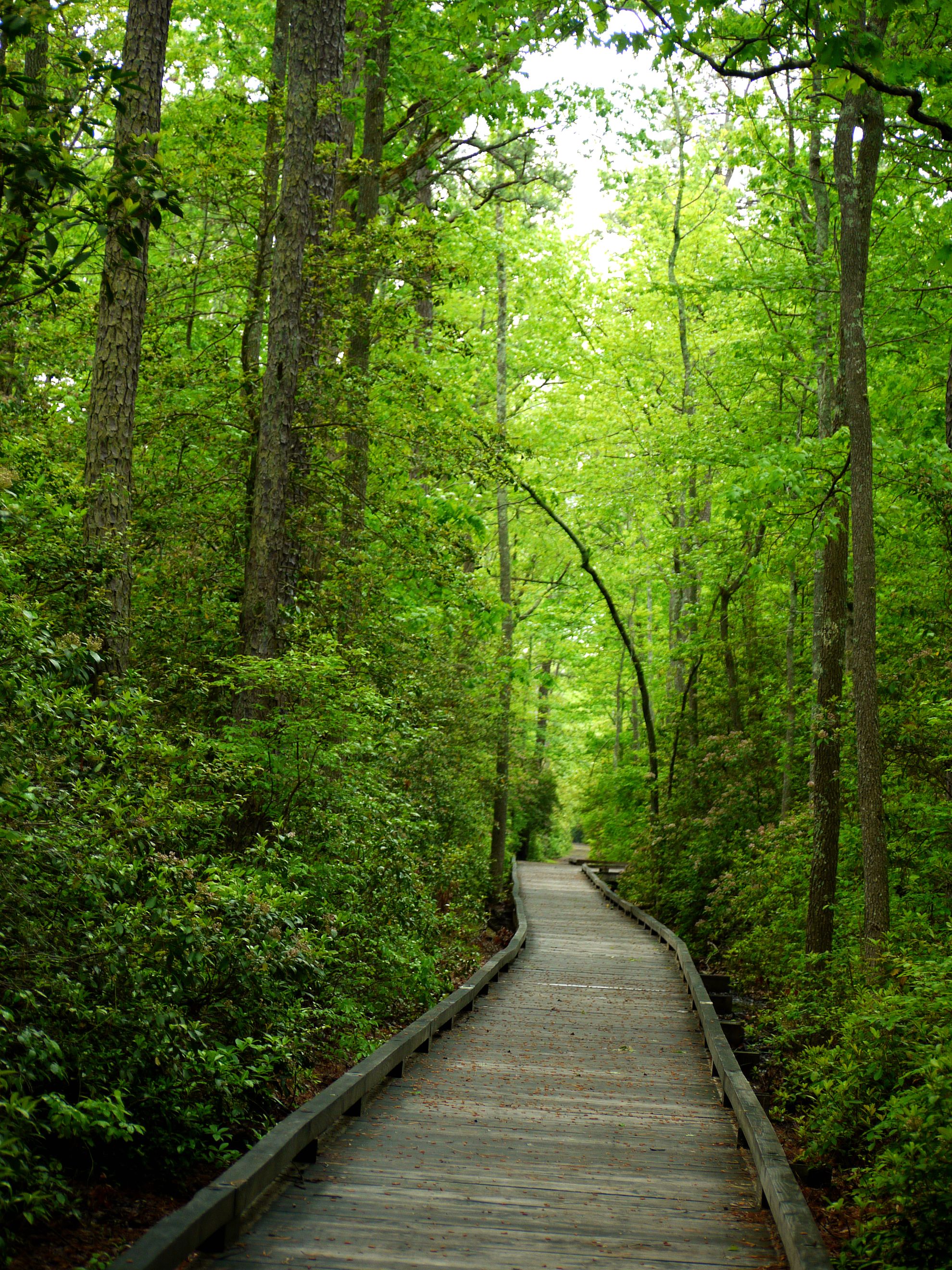 A Walk in the Woods: Trees boost immunity » American Scientist