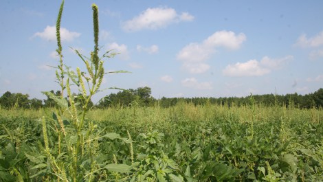 This weed is taking over the planet. On the upside, it’s delicious | Grist