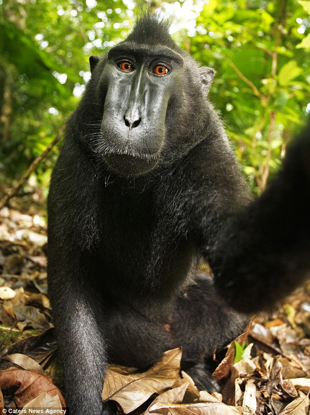 Monkey pushes boundaries of copyright